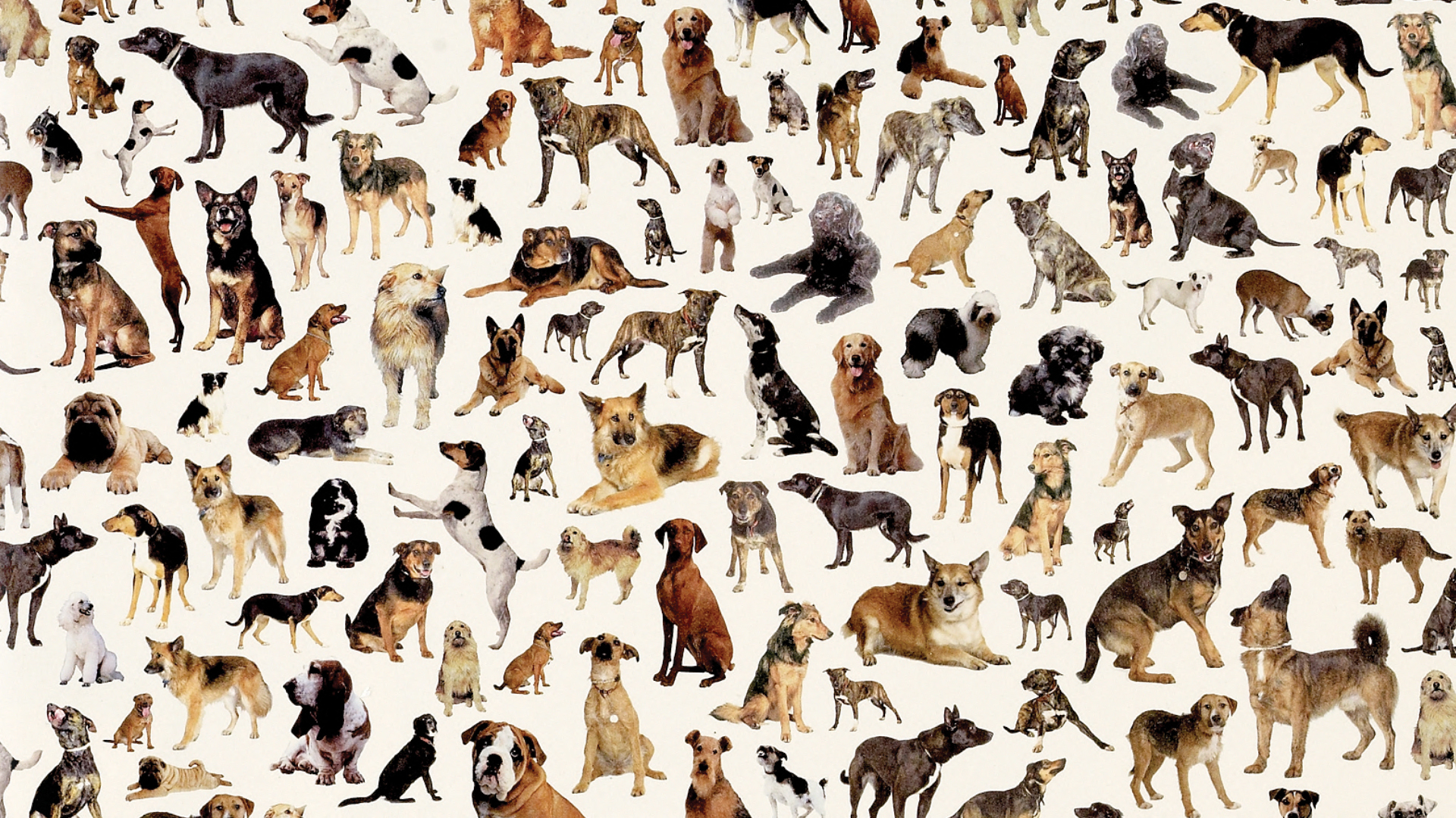 6,796 Dogs Manchester Dogs Home Design The Chase
